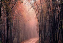 问鼎娱乐：[澳网]郑钦文出席赛前发布会：做好自己 无惧挑战.